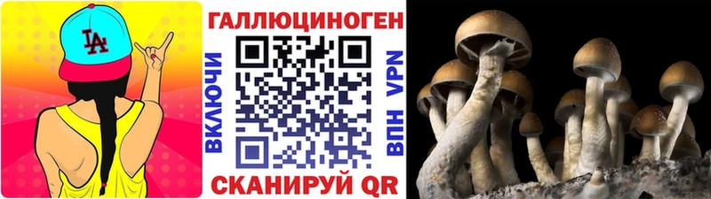 darknet формула Корсаков Псилоцибиновые грибы Cubensis
